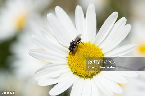 Hover fly on daisy, Oxfordshire, England, United Kingdom