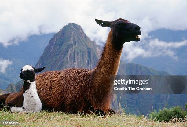 Llama dam & her cria by Machu Picchu ruins of Inca citadel in Peru, South America