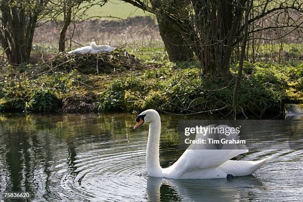 Male mute swan protects female nesting on on island in middle of lake, Donnington, Gloucestershire, The Cotswolds, UK