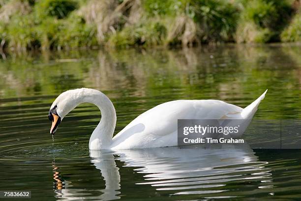 Male mute swan drinking water, Donnington, Gloucestershire, The Cotswolds, England, United Kingdom