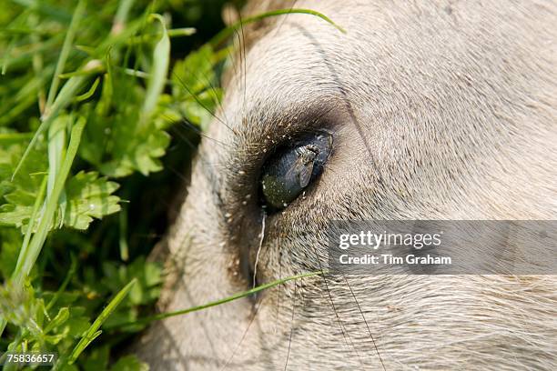 Fly on dead deer's eye as the corpse lies by the roadside, Charlbury, Oxfordshire, United Kingdom