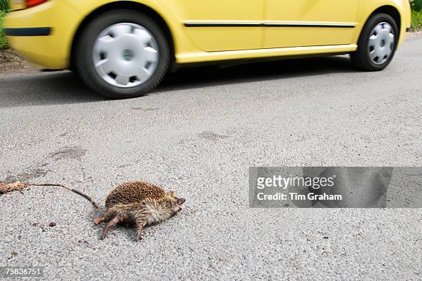 Car drives past dead hedgehog on country road, Swinbrook, Oxfordshire, United Kingdom