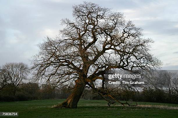 Falling oak tree, Sherbourne, Gloucestershire, United Kingdom