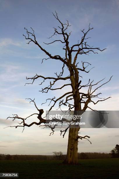 Dead Elm tree, Sherbourne, Gloucestershire, United Kingdom