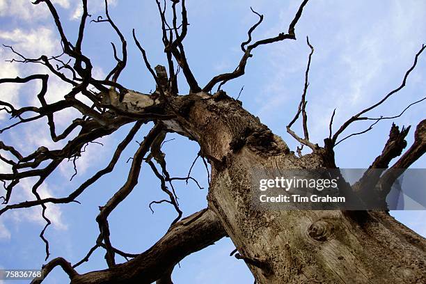 Dead Elm tree, Sherbourne, Gloucestershire, United Kingdom