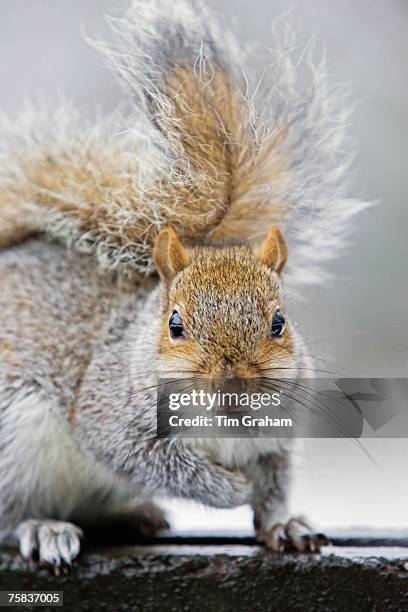 Grey squirrel on edge of rubbish bin in Hampstead Heath, North London, United Kingdom