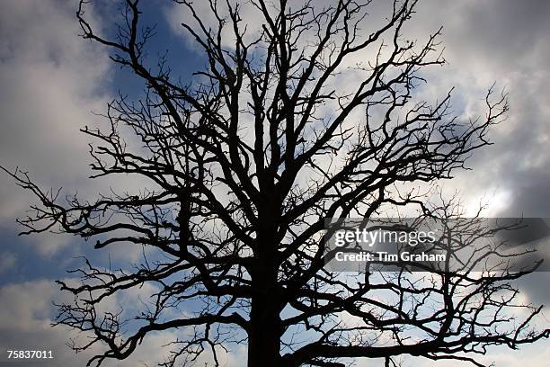 Oak tree, Bruern, The Cotswolds, United Kingdom