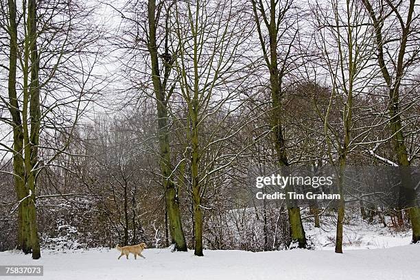 Golden Retriever dog on a winter's day in snow-covered Hampstead Heath, North London, United Kingdom