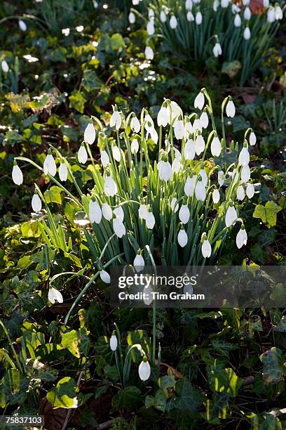 Snowdrops in Oxfordshire woodland, England, United Kingdom