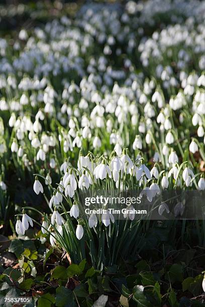 Snowdrops on forest floor in Oxfordshire woodland, The Cotswolds, England, United Kingdom