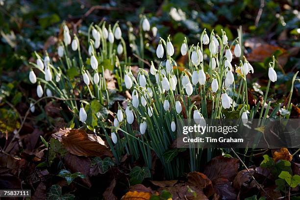 Snowdrops in Oxfordshire woodland, England, United Kingdom