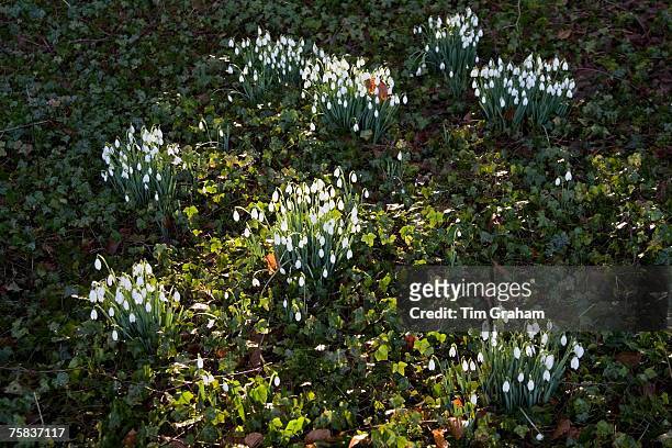 Snowdrops in Oxfordshire woodland, England, United Kingdom