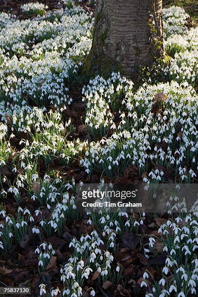 Snowdrops on woodland floor in The Cotswolds, Oxfordshire, England, United Kingdom