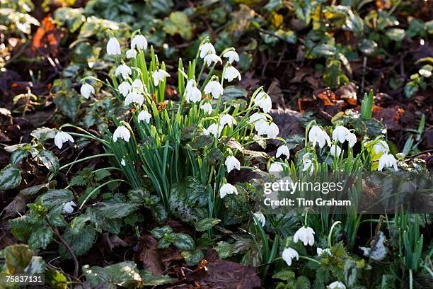 Snowdrops grow amongst Ivy in Oxfordshire woodland, England, United Kingdom