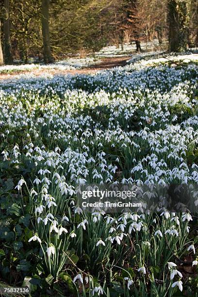 Snowdrops in Oxfordshire woodland, England, United Kingdom