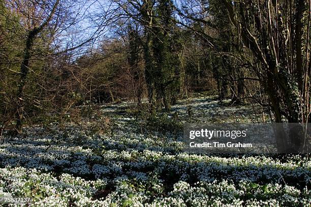 Snowdrops on woodland floor in Oxfordshire, England, United Kingdom