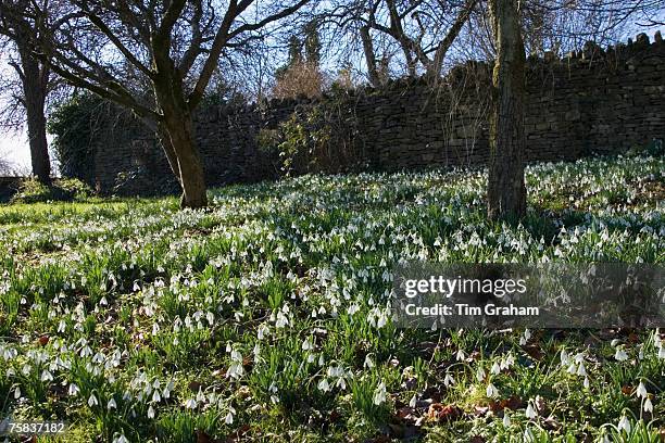 Snowdrops on forest floor in Oxfordshire woodland, England, United Kingdom