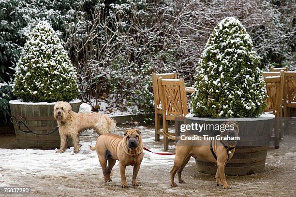 Well-behaved dogs tied to snow covered plant pots outside Kenwood House, Hampstead Heath, London, England, United Kingdom