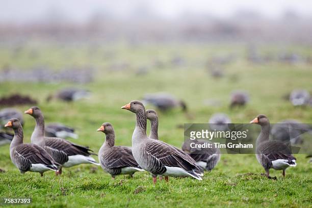 Migrating Pink-Footed geese over-wintering on marshland at Holkham, North Norfolk coast, East Anglia, Eastern England