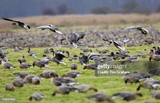 Migrating Pink-Footed geese over-wintering on marshland at Holkham, North Norfolk coast, East Anglia, Eastern England