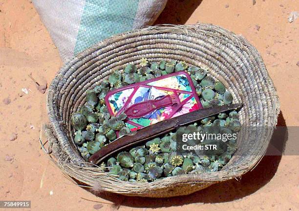 Hassen ZENATI Picture of poppy bulbs seized by Algerian National Security policemen near Annaba, south of Algiers, 24 July 2007. Algeria has driven...
