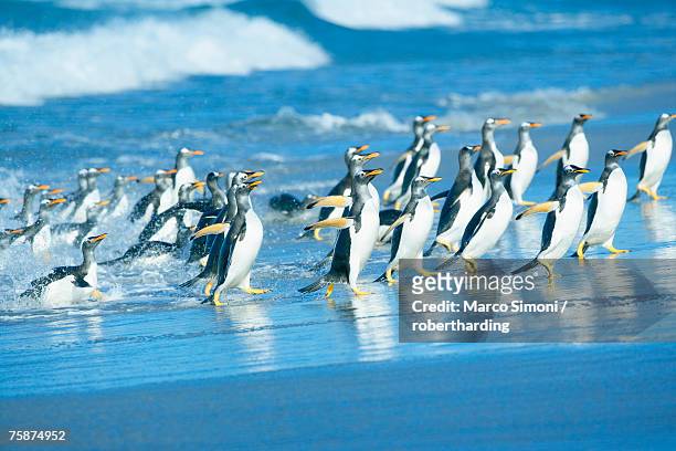 gentoo penguins (pygocelis papua papua) getting out of the water, sea lion island, falkland islands, south atlantic, south america - 南大西洋 ストックフォトと画像