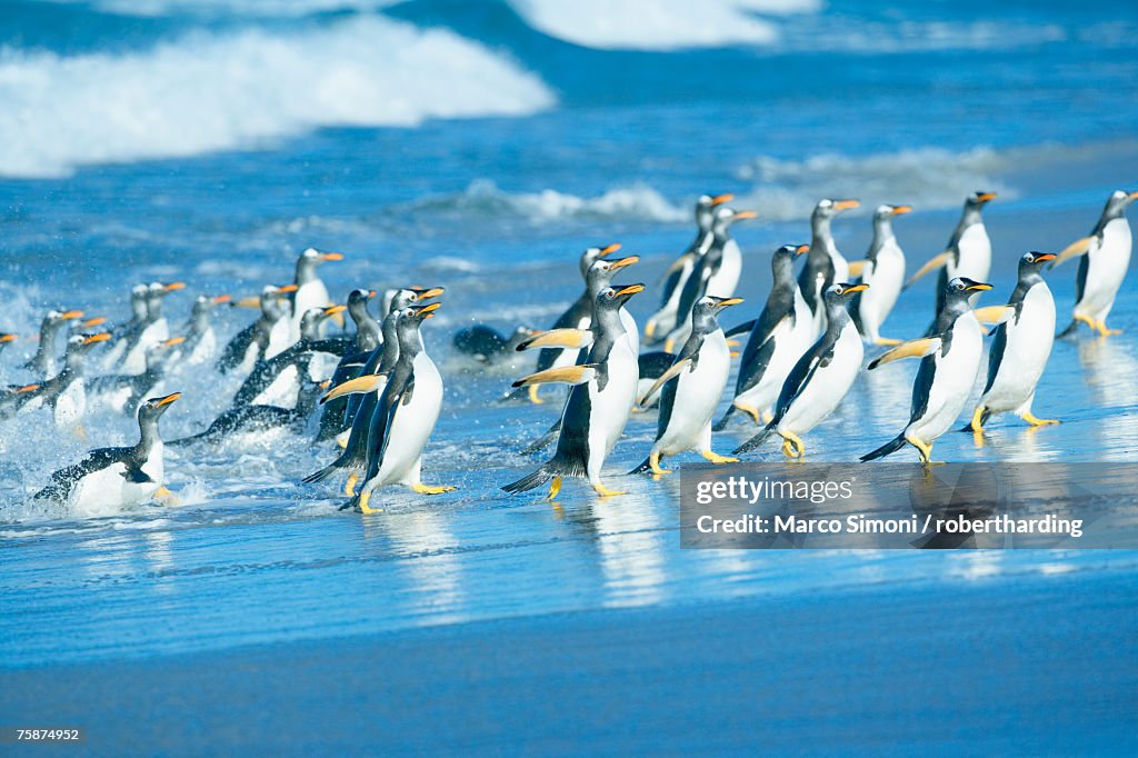 Gentoo penguins (Pygocelis papua papua) getting out of the water, Sea Lion Island, Falkland Islands, South Atlantic, South America