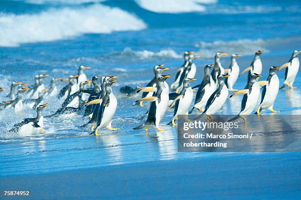 gentoo penguins (pygocelis papua papua) getting out of the water, sea lion island, falkland islands, south atlantic, south america - ilha dos leões marinhos ilhas malvinas imagens e fotografias de stock