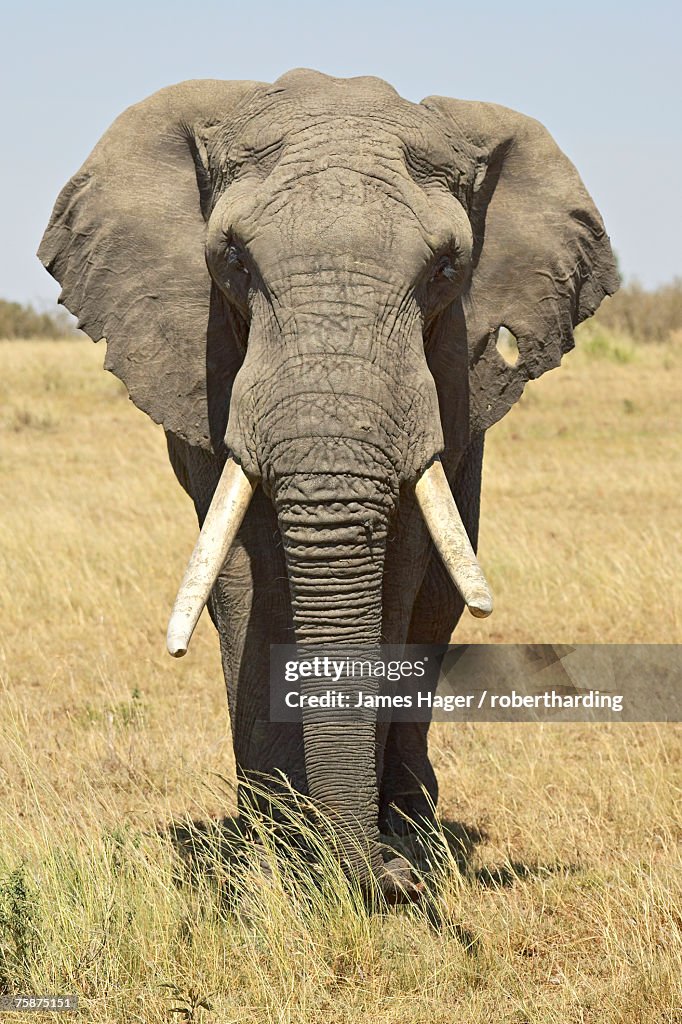 Front view of African elephant (Loxodonta africana) with a pierced ear, Masai Mara National Reserve, Kenya, East Africa, Africa