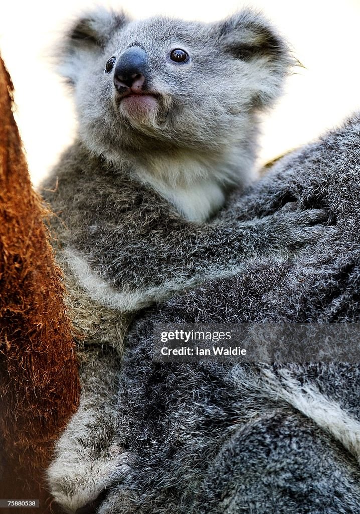 Joey Koalas Emerge From Their Mothers Pouches