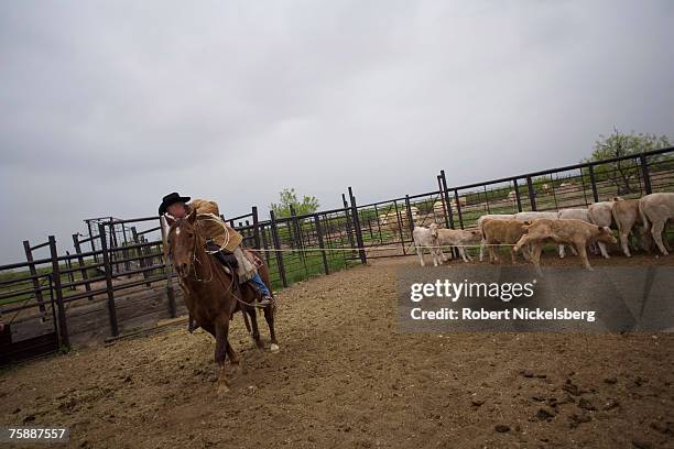 Mike Vaughan ropes in a yearling calve during a cattle round-up on the Haley family's 9000-acre ranch April 6, 2007 in Mentone, Texas. Mentone is the...