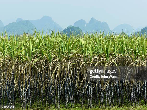 china, guilin, sugarcane field with mountains in background - sugar cane field stock-fotos und bilder