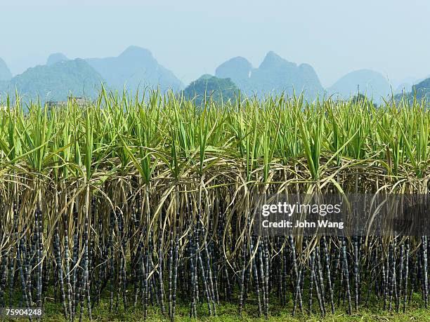 china, guilin, sugarcane field with mountains in background - canna da zucchero foto e immagini stock