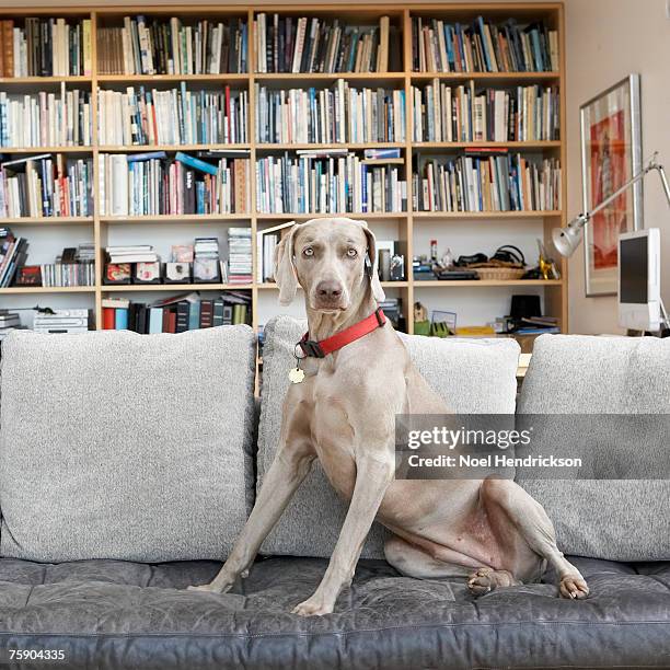 weimeraner dog sitting on couch - weimeraner stock-fotos und bilder