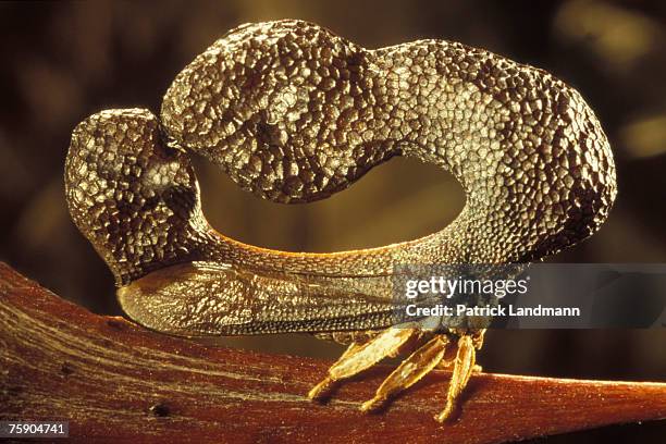 Dimorphisism Dimorphism Photos and Premium High Res Pictures - Getty Images