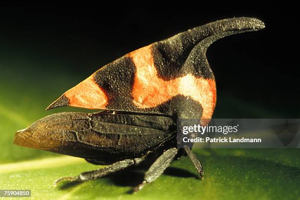 Enchophyllum cruentatum. The astonishing biodiversity of our planet is the result of a perpetual evolution, where biological species often have to...