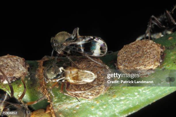 Gerridius fowleri females on their larva. The astonishing biodiversity of our planet is the result of a perpetual evolution, where biological species...