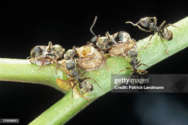 Gerridius fowleri female on its larva with ant from the species Dolichoderus bispinosus. Mutualistic associations are very complex and...