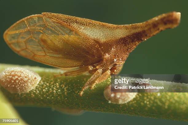 Lycoderes fernandezi, female of its laying. Gregarious treehoppers are scattered on the stem with their larva. Their body which is pointed outside...