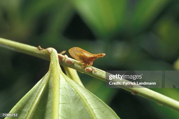 Lycoderes fernandezi, female of its laying. Gregarious treehoppers are scattered on the stem with their larva. Their body which is pointed outside...