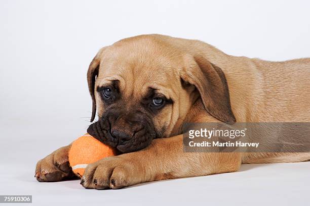 boerboel (canis familiaris) pup chewing ball - boerboel stock pictures, royalty-free photos & images