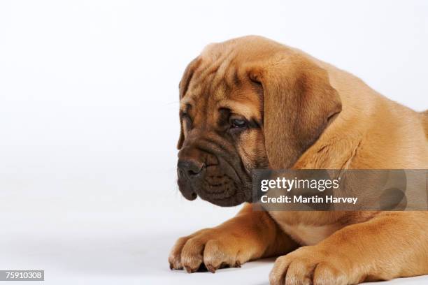 boerboel (canis familiaris) pup - boerboel stock pictures, royalty-free photos & images