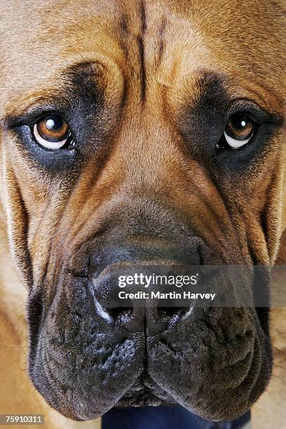 boerboel (canis familiaris) , close up - boerboel stock-fotos und bilder