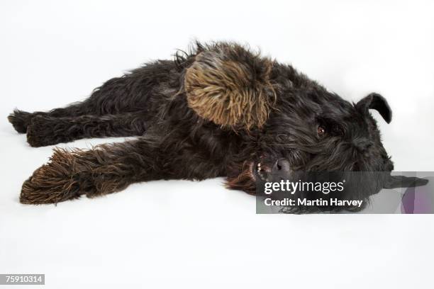 bouvier des flandres (canis familiaris) on floor - bouvier des flandres ストックフォトと画像