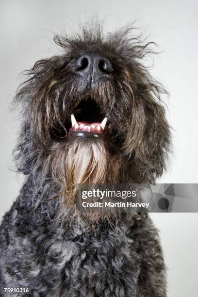 bouvier des flandres (canis familiaris) on floor - bouvier des flandres ストックフォトと画像