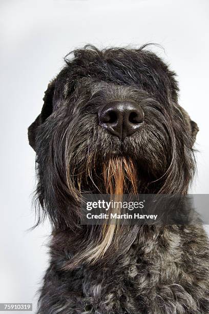 bouvier des flandres (canis familiaris) on floor - bouvier des flandres stock pictures, royalty-free photos & images