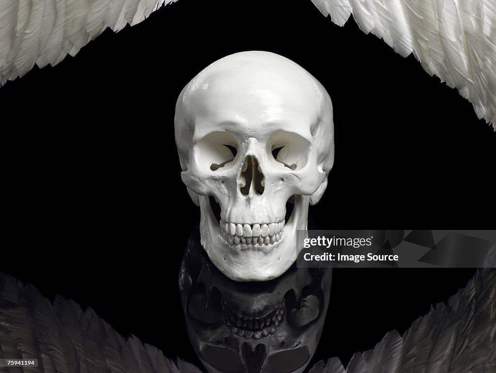 Human skull and wings