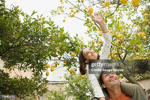 girl on fathers shoulder carrying picking lemons - lemon tree stock pictures, royalty-free photos & images