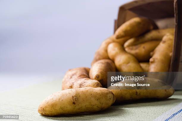 fingerling potatoes - fingerling potato stock pictures, royalty-free photos & images