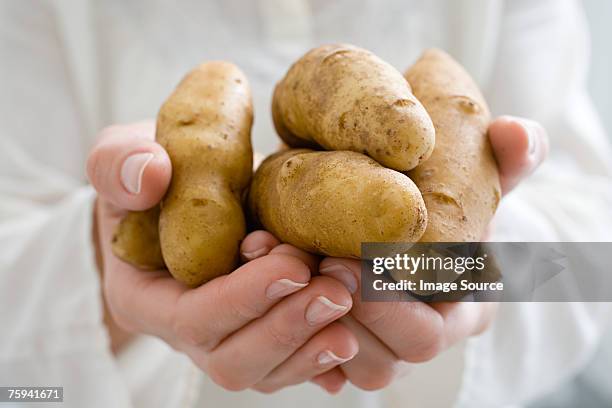 person holding fingerling potatoes - fingerling potato stock pictures, royalty-free photos & images